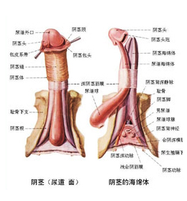 石河子阴茎延长