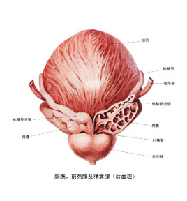 石河子治疗前列腺痛