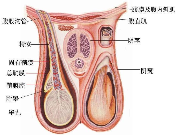 睾丸痛