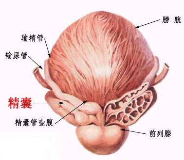 尿道感染