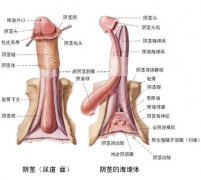 射精障碍有哪几种情况