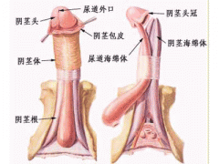 射精障碍会有哪些治疗误区