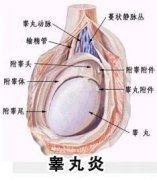 男人“蛋疼”小心患上了睾丸炎