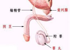 阴茎弯曲的检查