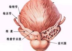 关于前列腺痛的问题