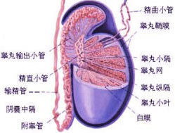 睾丸炎的治疗费用